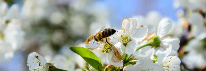 Biene auf Kirschblüten